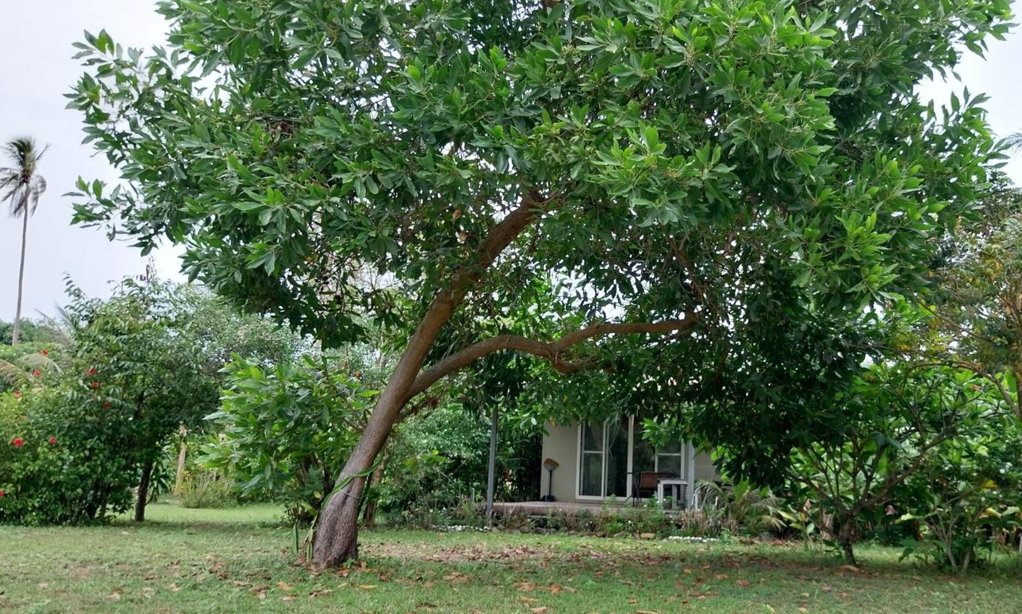 Naivacha Tent Koh Mak Buitenkant foto
